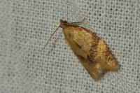 Clepsis consimilana