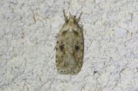 Agonopterix arenella