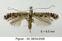Parornix torquillella