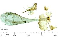 Parornix torquillella