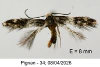 Elachista stabilella