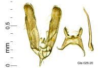 Elachista stabilella