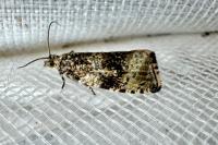 Celypha rurestrana