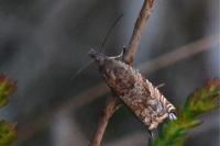 Ancylis unguicella