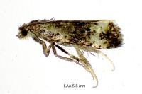 Endothenia marginana