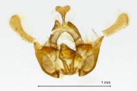 Endothenia marginana