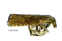 Dichrorampha aeratana