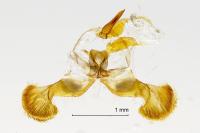 Dichrorampha aeratana