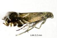 Glyphipterix simpliciella