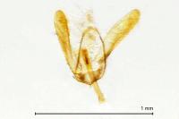 Glyphipterix simpliciella