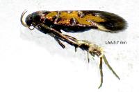 Pancalia leuwenhoekella