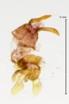 Pancalia leuwenhoekella