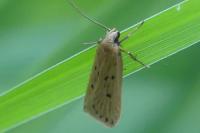 Acompsia antirrhinella/tripunctella