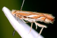 Phyllonorycter distentella