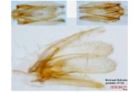 Phyllonorycter distentella