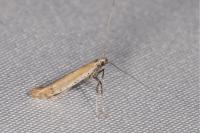 Aspilapteryx tringipennella