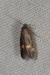 Borkhausenia minutella