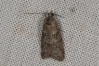 Cnephasia