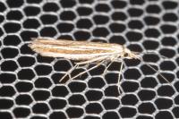 Coleophora