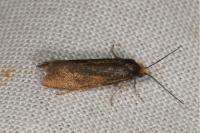 Incurvaria koerneriella