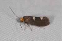 Incurvaria masculella