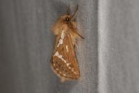 Korscheltellus lupulinus