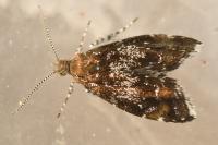 Prochoreutis sehestediana