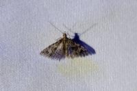 Alucita