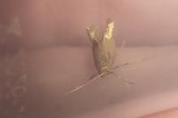 Nematopogon
