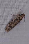 Psoricoptera gibbosella
