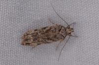 Psoricoptera gibbosella