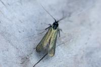 Adela reaumurella