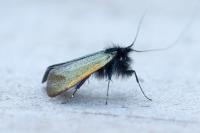 Adela reaumurella
