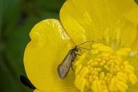 Micropterix calthella