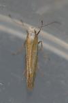 Argyresthia arceuthina