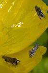 Glyphipterix simpliciella