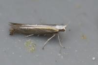 Argyresthia arceuthina