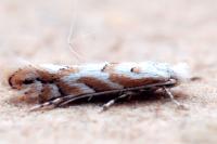 Phyllonorycter sagitella