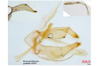 Phyllonorycter sagitella