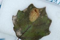 Phyllonorycter sagitella