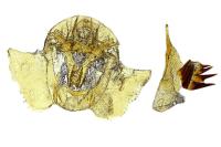 Cochylidia heydeniana