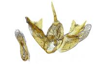Epermenia ochreomaculella