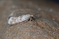 Epermenia ochreomaculella