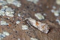 Cochylidia heydeniana