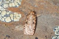 Agonopterix ferocella