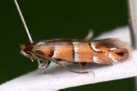Phyllonorycter klemannella