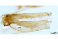Phyllonorycter klemannella