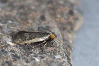 Cauchas rufifrontella