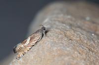Grapholita jungiella