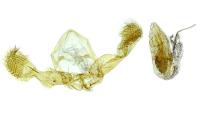 Grapholita jungiella